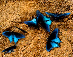 © 2011 Graphic by Michelle McCain of Hendersonville, NC - All Rights Reserved