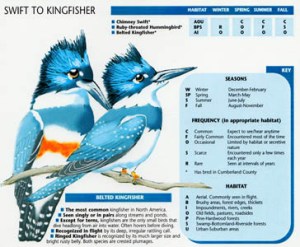 © 2011 Illustration by Michelle McCain of Hendersonville, NC - All Rights Reserved