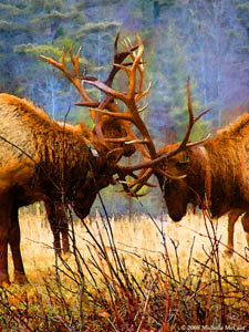 © 2011 Illustration by Michelle McCain of Hendersonville, NC - All Rights Reserved