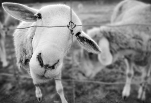 Close Encounters - Photography by Michelle McCain of Hendersonville, NC