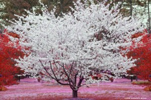 © 2011 Photography by Michelle McCain of Hendersonville, NC