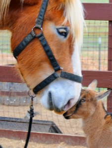 Hey Buddy - Photography by Michelle McCain of Hendersonville, NC