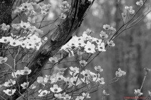 Forest Lace - Photography by Michelle McCain of Hendersonville, NC