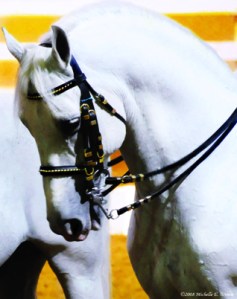 "Dancing Lipizzan - Photography 2011 Copyright by Michelle McCain of Hendersonville, NC"