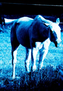 © 2011 Photography by Michelle McCain of Hendersonville, NC