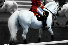 © 2011 Photography by Michelle McCain of Hendersonville, NC