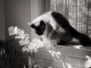 Inquisitive Balinese admiring a white orchid 
